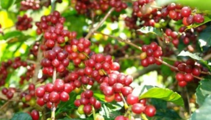 Daftar Daerah Penghasilan Kopi di Nusa Tenggara Timur, Cek Daerah Manggarai Termasuk!