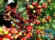 Belum Diketahui Banyak Orang, Ternyata ini 5 Daerah Penghasilan Kopi Terkenal Asal Nusa Tenggara Timur