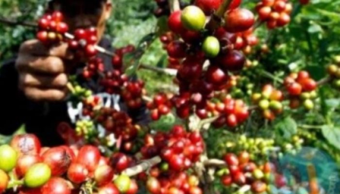 Belum Diketahui Banyak Orang, Ternyata ini 5 Daerah Penghasilan Kopi Terkenal Asal Nusa Tenggara Timur