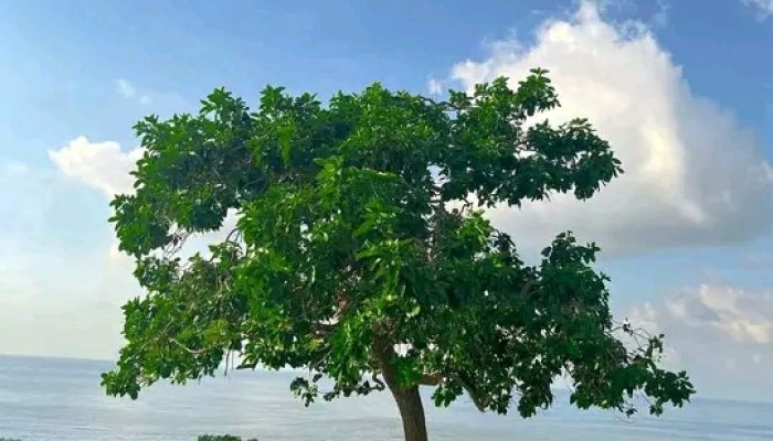 Warga Minta Kontribusi ke Pengunjung Padang Mausui, Sebut Pengelolaan Belum Optimal oleh Pemda Manggarai Timur
