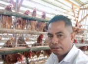 Desa Rana Kolong Produksi Lebih dari 75.000 Butir Telur Ayam, Siap Suplai untuk Program Makan Gratis
