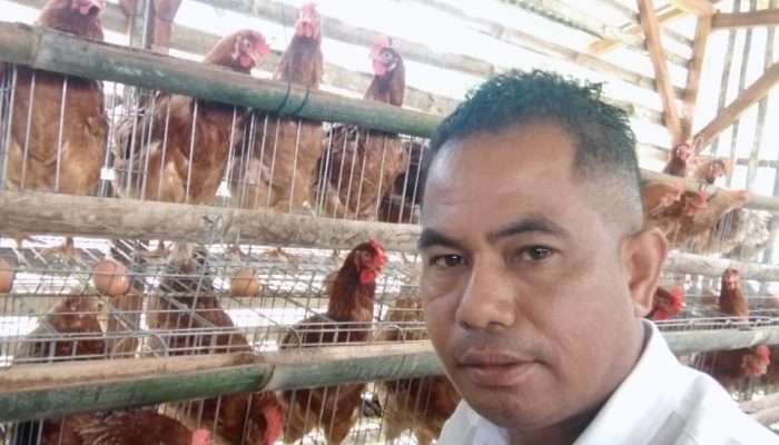 Desa Rana Kolong Produksi Lebih dari 75.000 Butir Telur Ayam, Siap Suplai untuk Program Makan Gratis