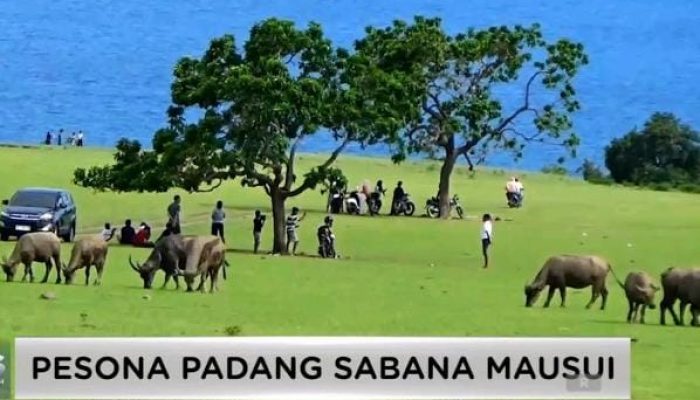 Dikira Gratis, Wisatawan Diminta Rp300 Ribu di Padang Mausui