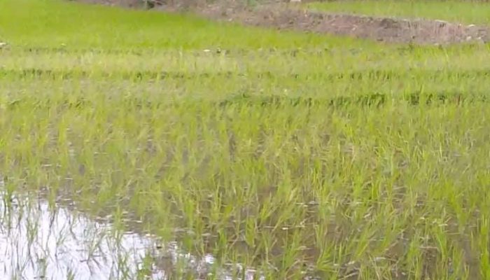 Sawah